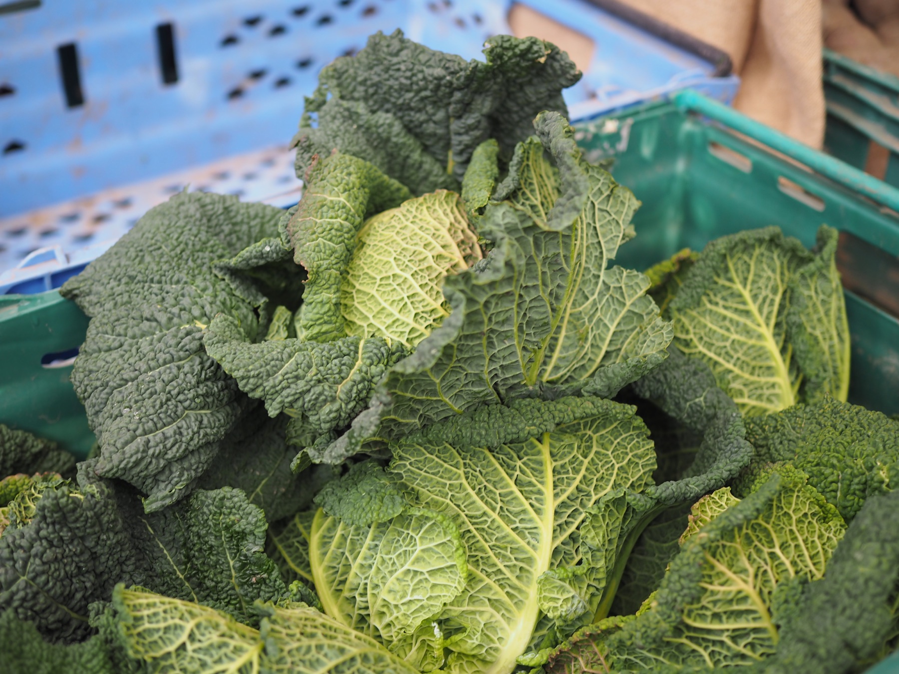 Fresh Irish cabbages at a food market